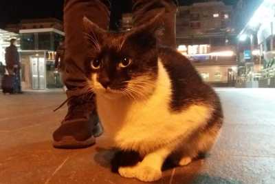 Bari, la storia di Batman e Felix: i due gattini adottati dai ferrovieri della Stazione